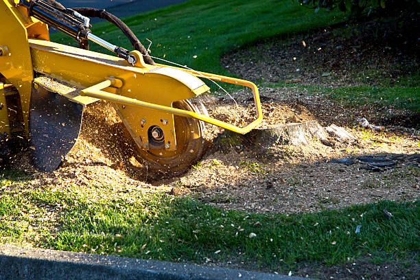 Best Palm Tree Trimming  in Doney Park, AZ